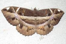 corekani1.jpg